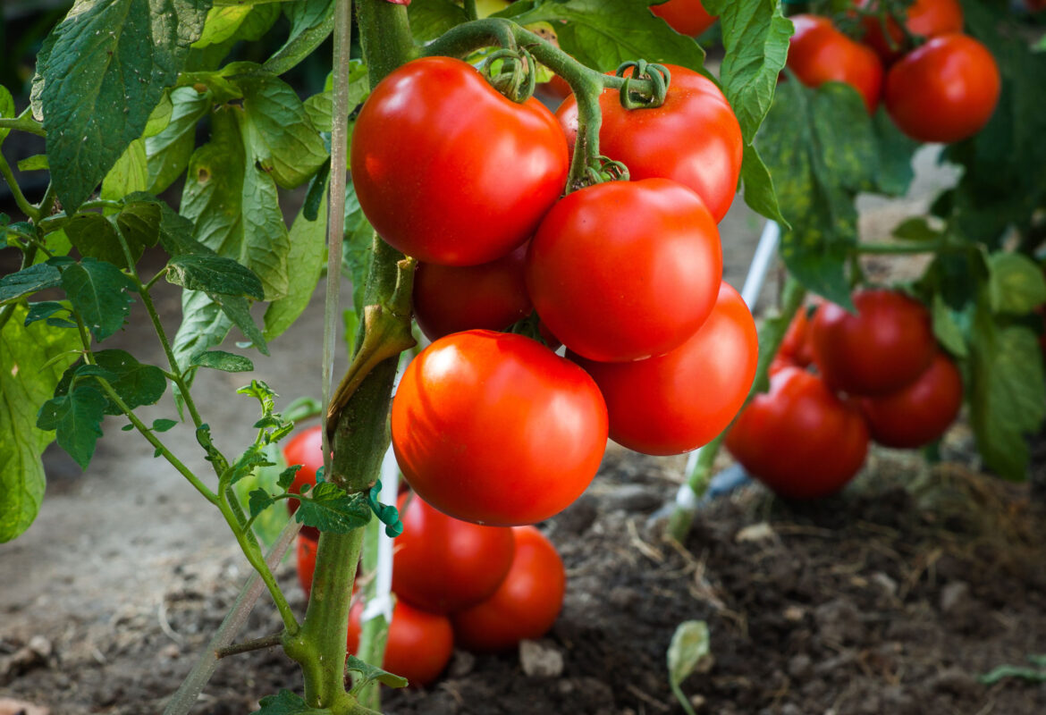 Tomaten: Herkunft, Sorten & Gesund - diska-markt