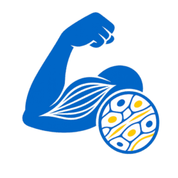 Muskeln-und-Gewebe
